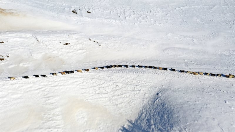 Muş'ta besiciler, yayladaki sürülerini karlı dağları aşarak köylerine ulaştırdı