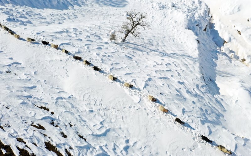 Muş'ta besiciler, yayladaki sürülerini karlı dağları aşarak köylerine ulaştırdı