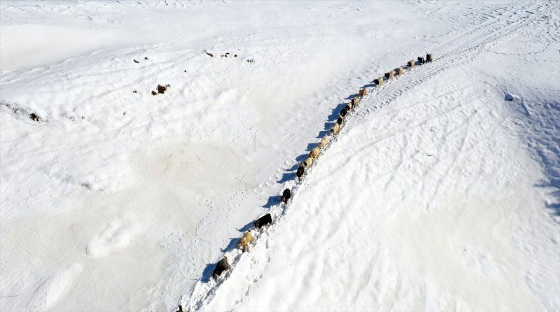 Muş'ta besiciler, yayladaki sürülerini karlı dağları aşarak köylerine ulaştırdı