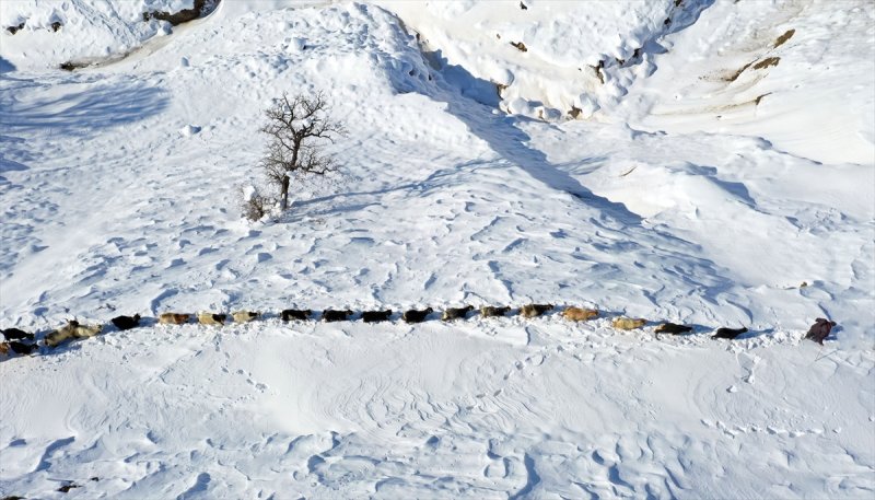 Muş'ta besiciler, yayladaki sürülerini karlı dağları aşarak köylerine ulaştırdı