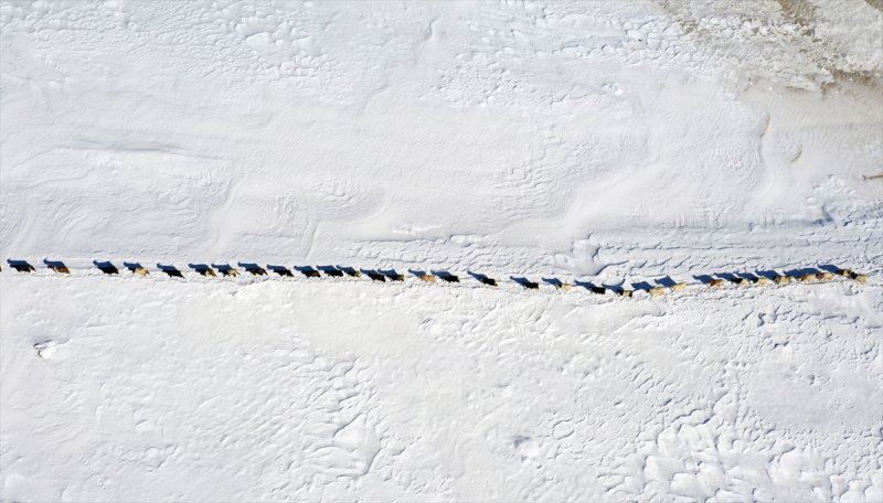 Muş'ta besiciler, yayladaki sürülerini karlı dağları aşarak köylerine ulaştırdı