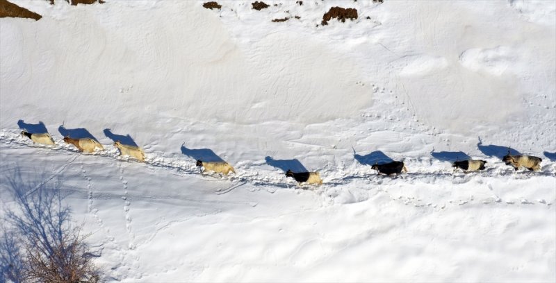 Muş'ta besiciler, yayladaki sürülerini karlı dağları aşarak köylerine ulaştırdı