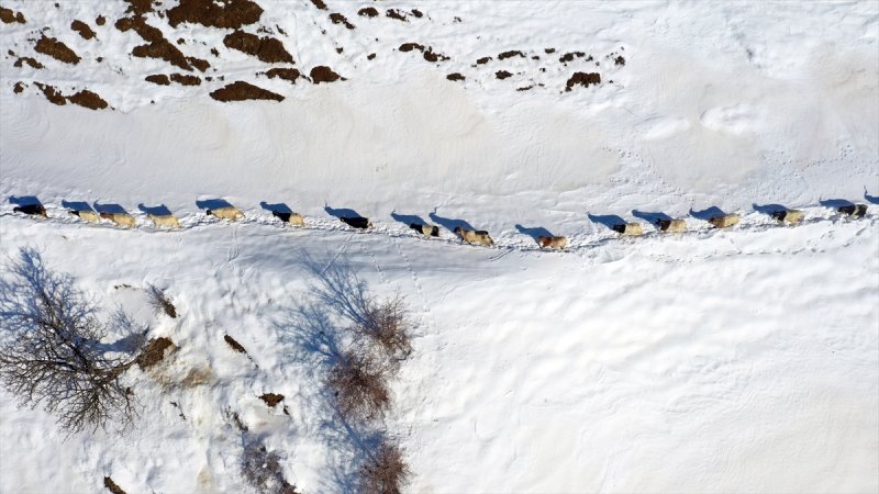 Muş'ta besiciler, yayladaki sürülerini karlı dağları aşarak köylerine ulaştırdı
