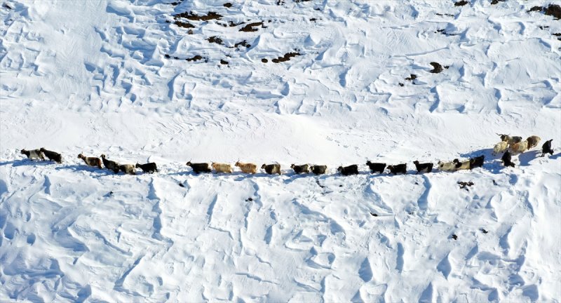 Muş'ta besiciler, yayladaki sürülerini karlı dağları aşarak köylerine ulaştırdı
