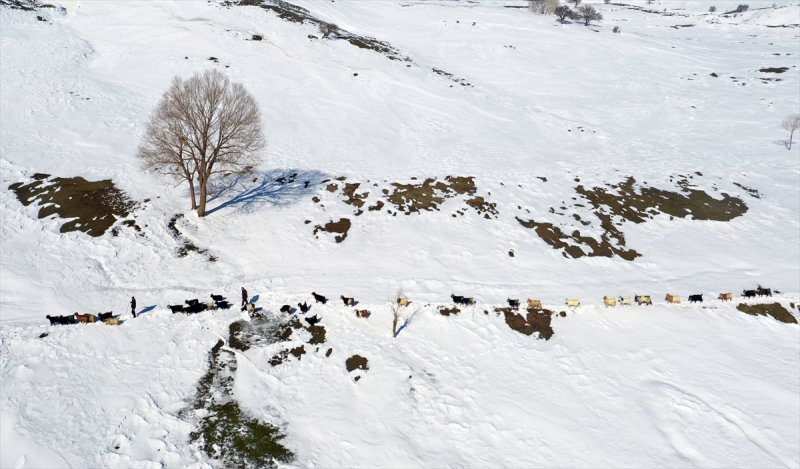 Muş'ta besiciler, yayladaki sürülerini karlı dağları aşarak köylerine ulaştırdı