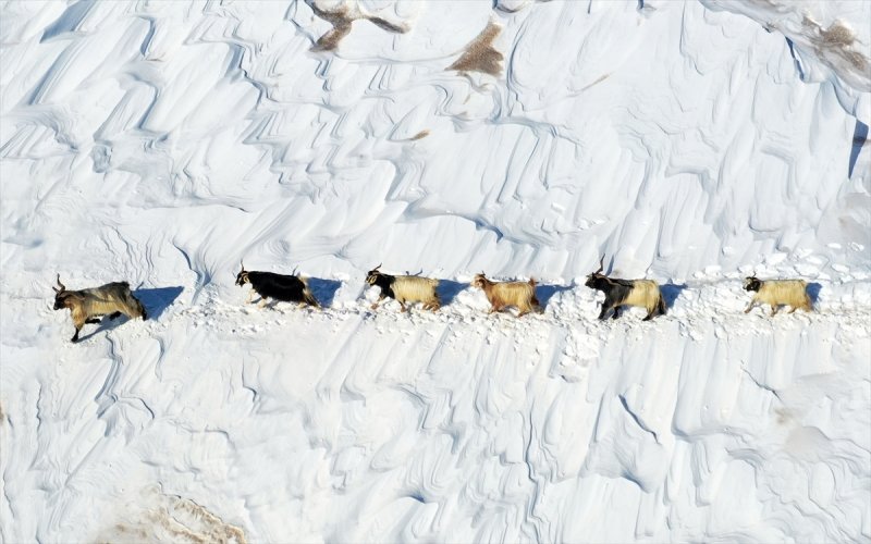 Muş'ta besiciler, yayladaki sürülerini karlı dağları aşarak köylerine ulaştırdı
