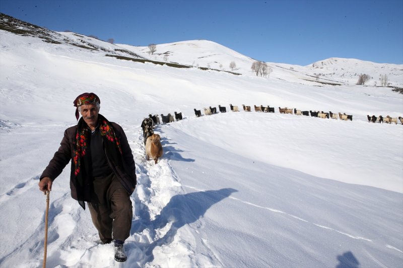 Muş'ta besiciler, yayladaki sürülerini karlı dağları aşarak köylerine ulaştırdı