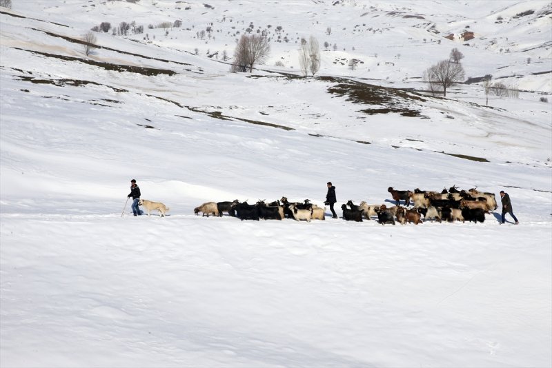 Muş'ta besiciler, yayladaki sürülerini karlı dağları aşarak köylerine ulaştırdı