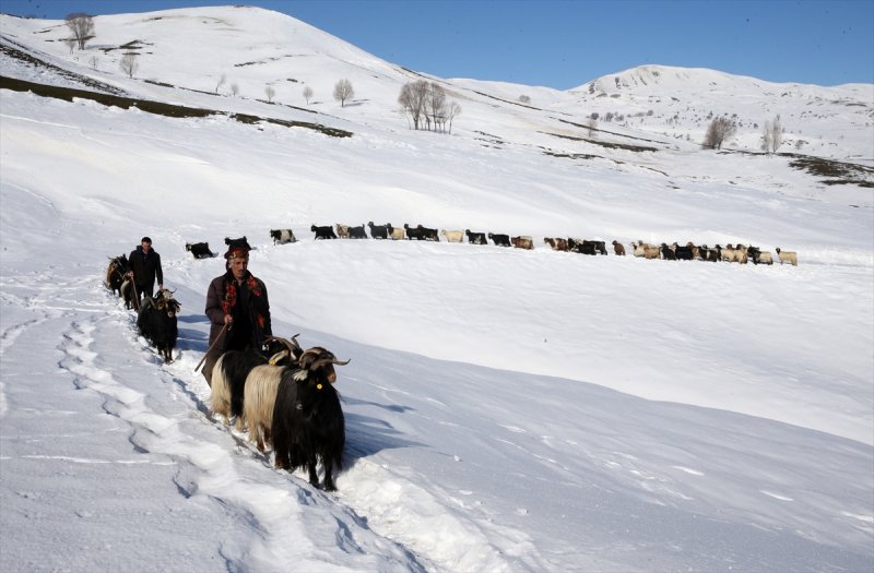 Muş'ta besiciler, yayladaki sürülerini karlı dağları aşarak köylerine ulaştırdı