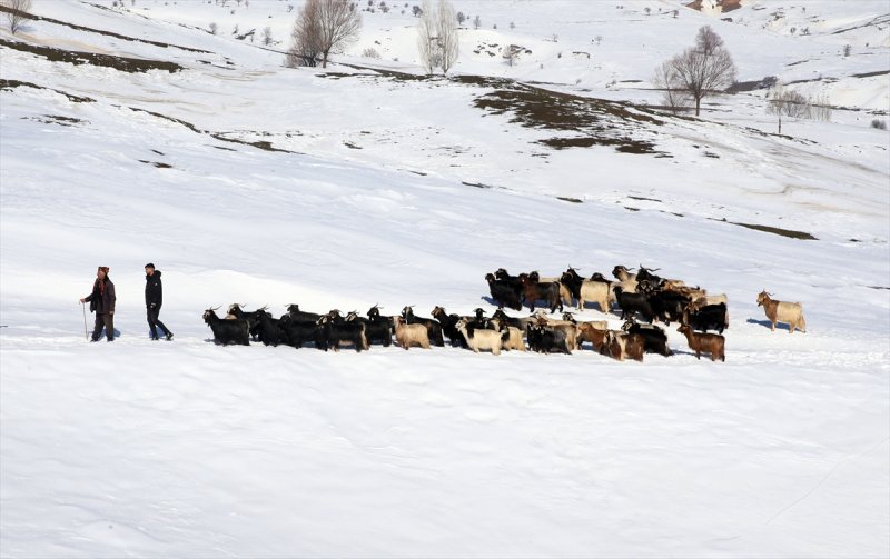 Muş'ta besiciler, yayladaki sürülerini karlı dağları aşarak köylerine ulaştırdı