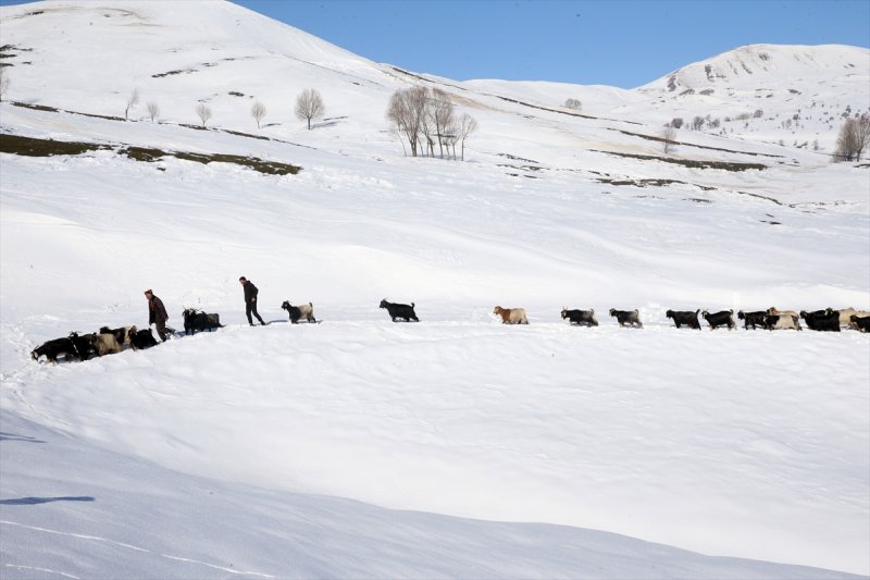 Muş'ta besiciler, yayladaki sürülerini karlı dağları aşarak köylerine ulaştırdı