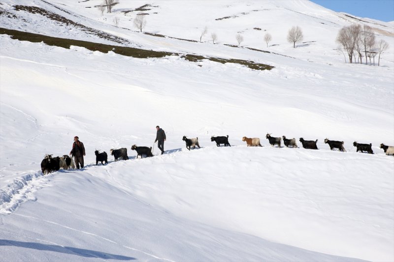 Muş'ta besiciler, yayladaki sürülerini karlı dağları aşarak köylerine ulaştırdı