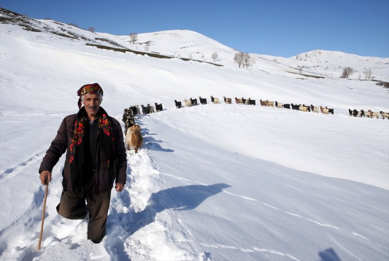 Muş'ta besiciler, yayladaki sürülerini karlı dağları aşarak köylerine ulaştırdı