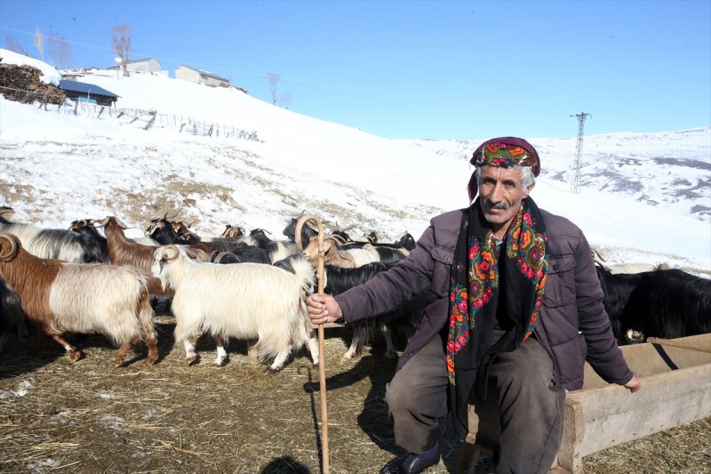 Muş'ta besiciler, yayladaki sürülerini karlı dağları aşarak köylerine ulaştırdı