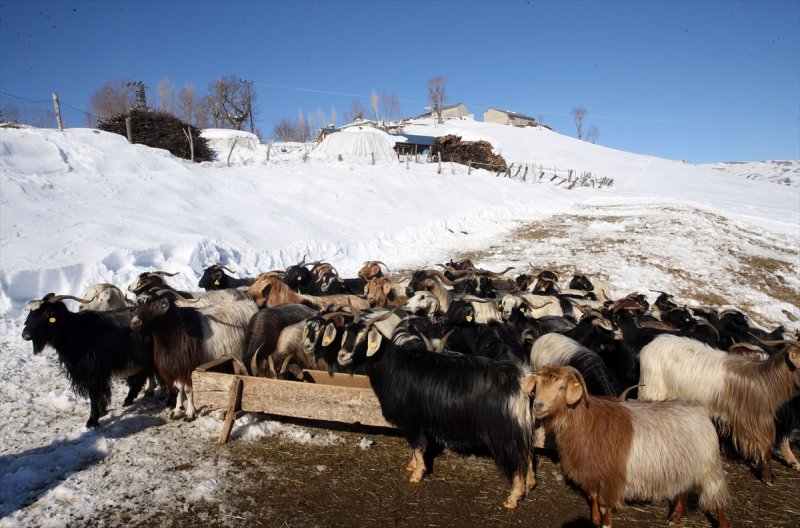 Muş'ta besiciler, yayladaki sürülerini karlı dağları aşarak köylerine ulaştırdı