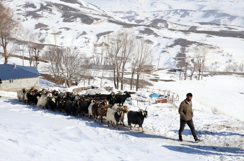 Muş'ta besiciler, yayladaki sürülerini karlı dağları aşarak köylerine ulaştırdı