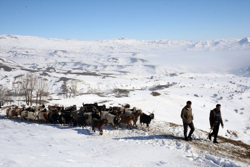 Muş'ta besiciler, yayladaki sürülerini karlı dağları aşarak köylerine ulaştırdı