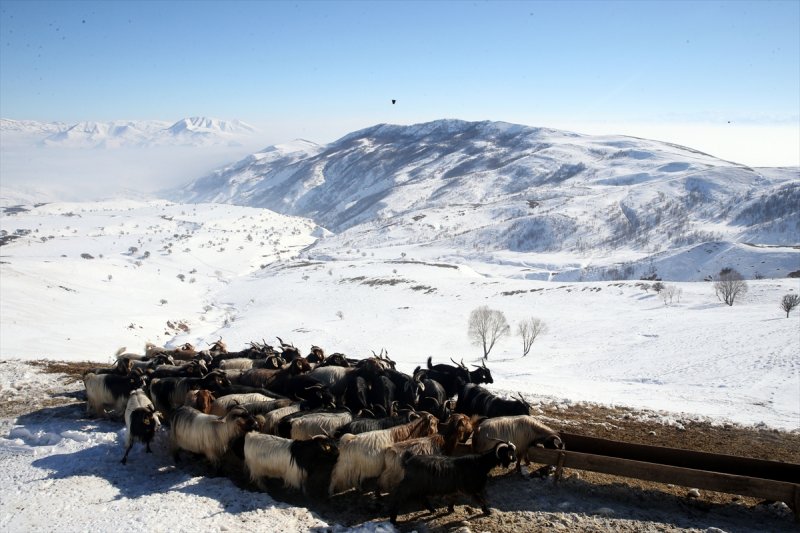 Muş'ta besiciler, yayladaki sürülerini karlı dağları aşarak köylerine ulaştırdı