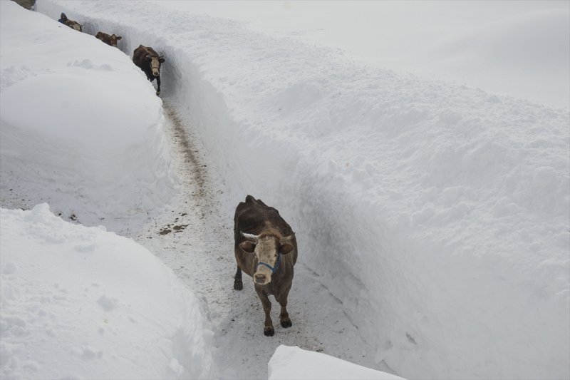Ovacık'taki çiftçilerin 2 metrelik kar bereketinden manzaralar