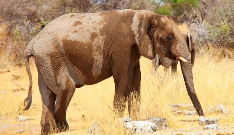 En iyi koku alan hayvanlar