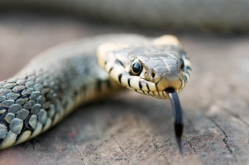 En iyi koku alan hayvanlar