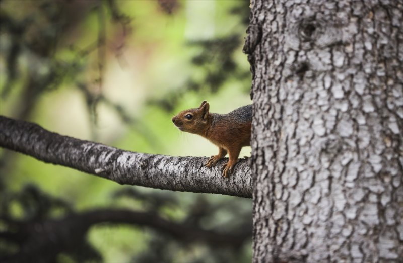 Meclis'in 'botanik parkı'
