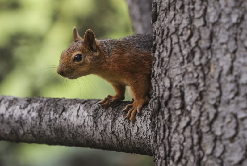 Meclis'in 'botanik parkı'