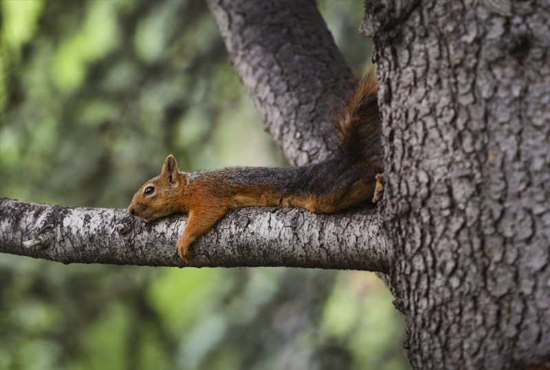 Meclis'in 'botanik parkı'