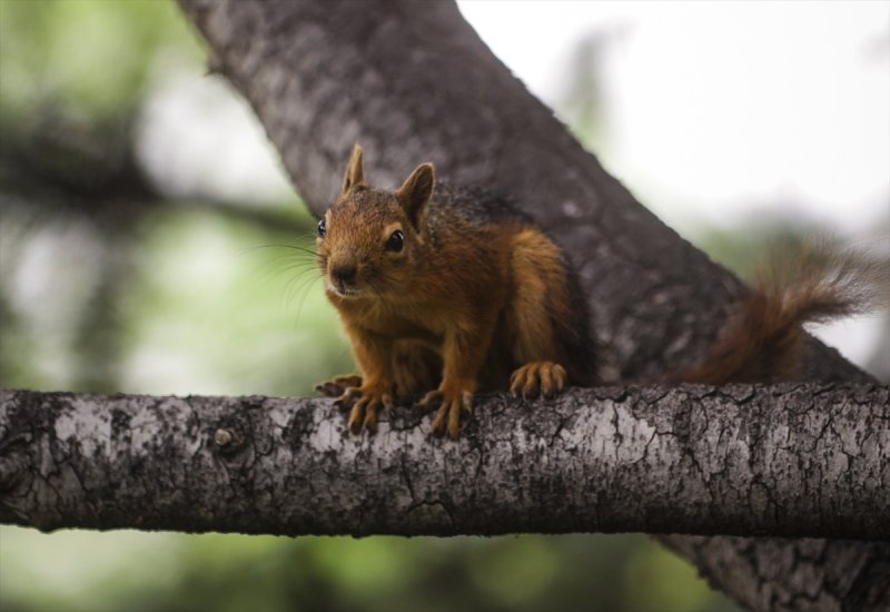 Meclis'in 'botanik parkı'