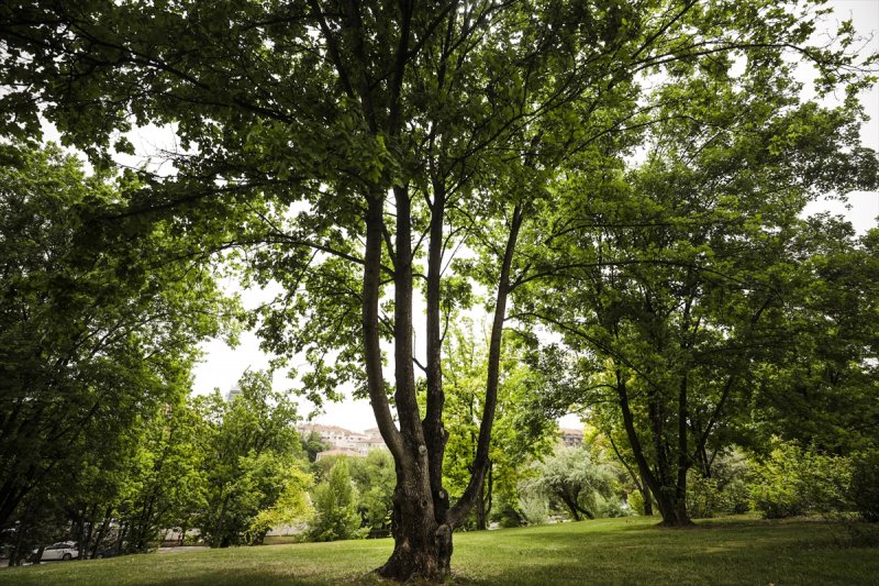 Meclis'in 'botanik parkı'