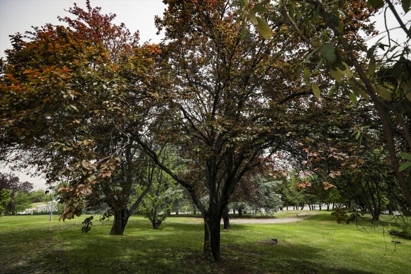 Meclis'in 'botanik parkı'