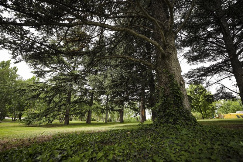 Meclis'in 'botanik parkı'