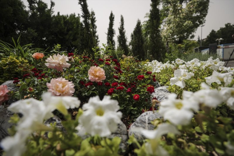 Meclis'in 'botanik parkı'