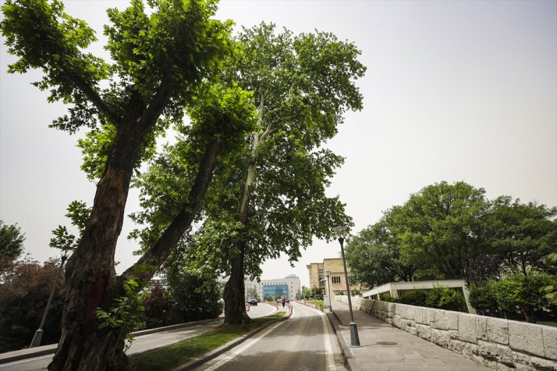 Meclis'in 'botanik parkı'