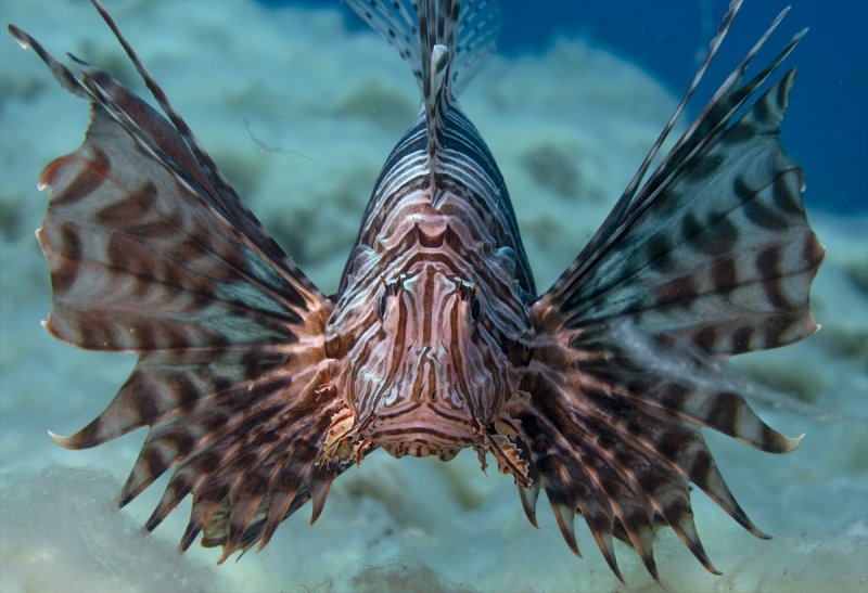 Aslan balığı, dalgıçların kadrajına girdi