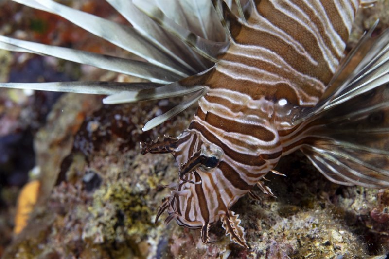 Aslan balığı, dalgıçların kadrajına girdi