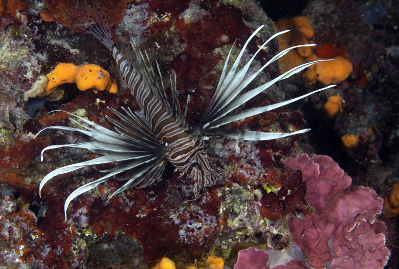 Aslan balığı, dalgıçların kadrajına girdi