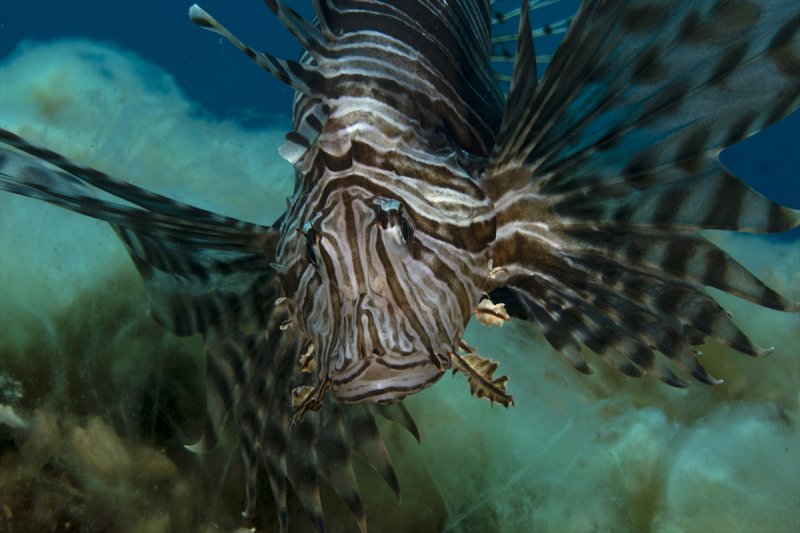 Aslan balığı, dalgıçların kadrajına girdi