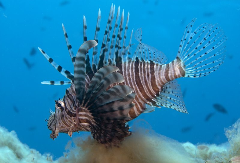 Aslan balığı, dalgıçların kadrajına girdi