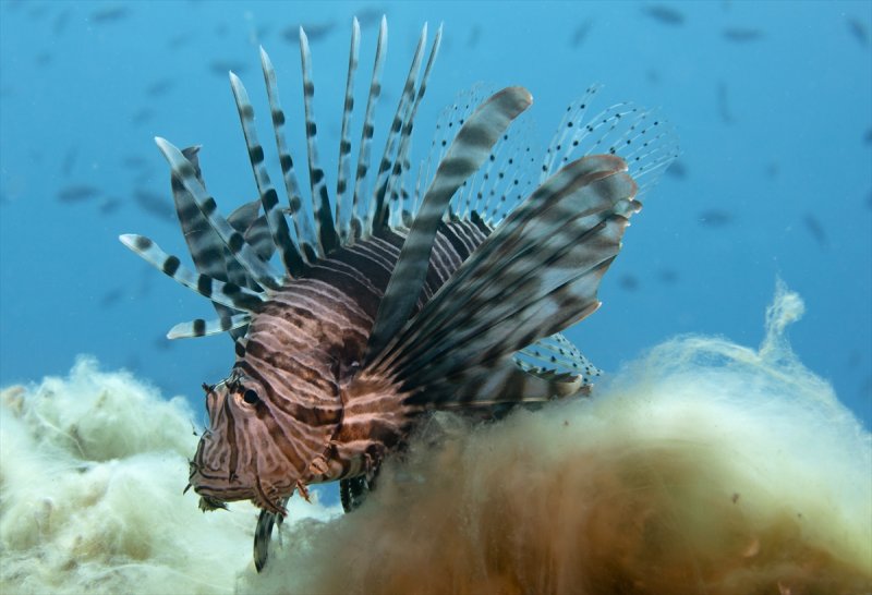 Aslan balığı, dalgıçların kadrajına girdi