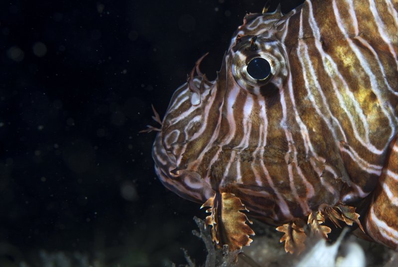 Aslan balığı, dalgıçların kadrajına girdi