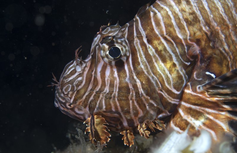 Aslan balığı, dalgıçların kadrajına girdi