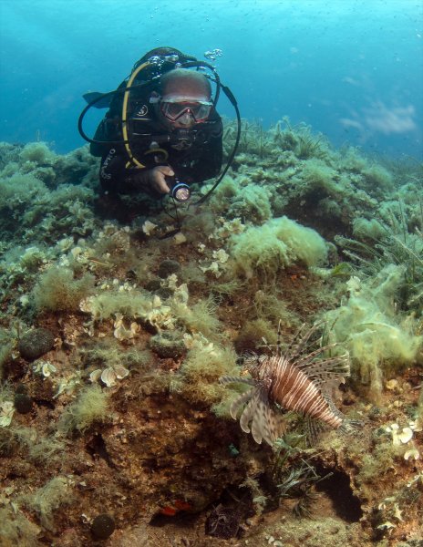 Aslan balığı, dalgıçların kadrajına girdi
