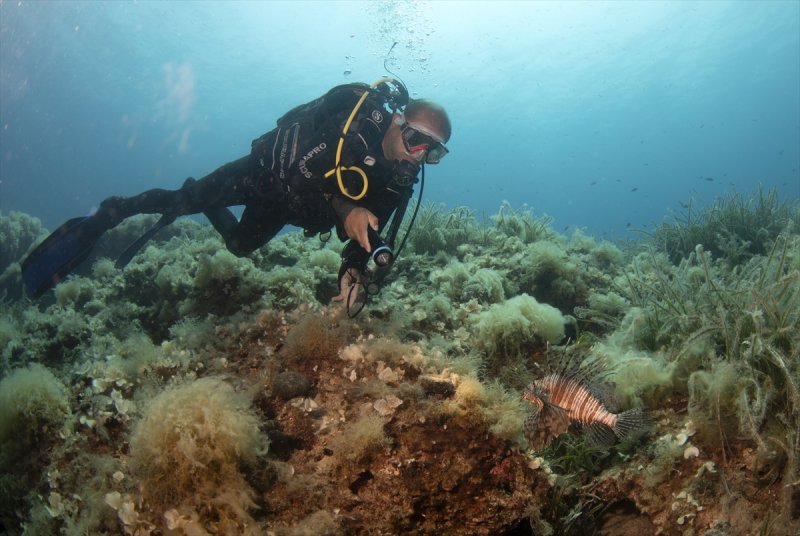 Aslan balığı, dalgıçların kadrajına girdi
