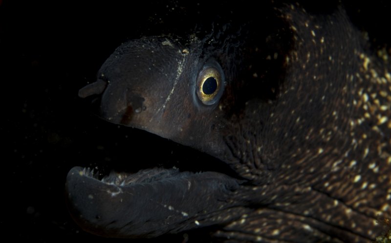 Aslan balığı, dalgıçların kadrajına girdi