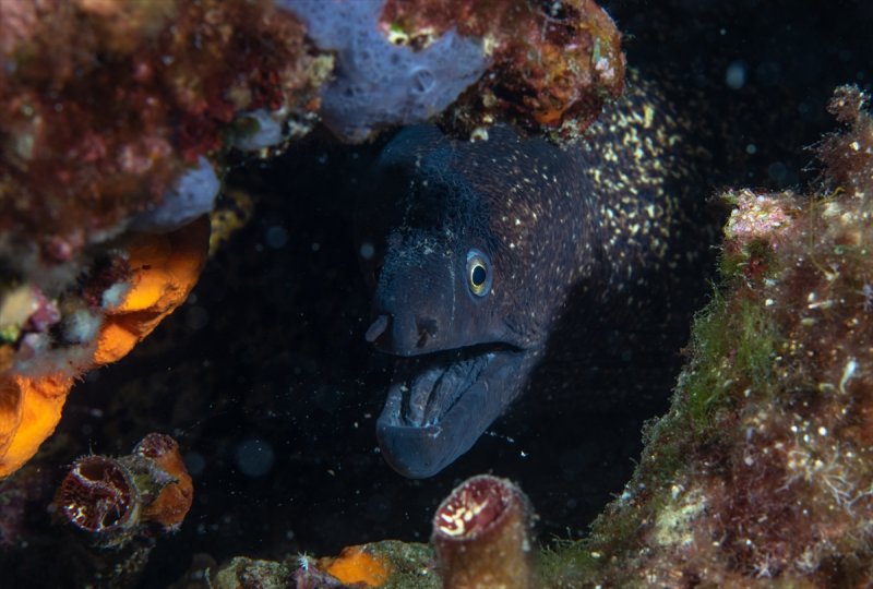 Aslan balığı, dalgıçların kadrajına girdi