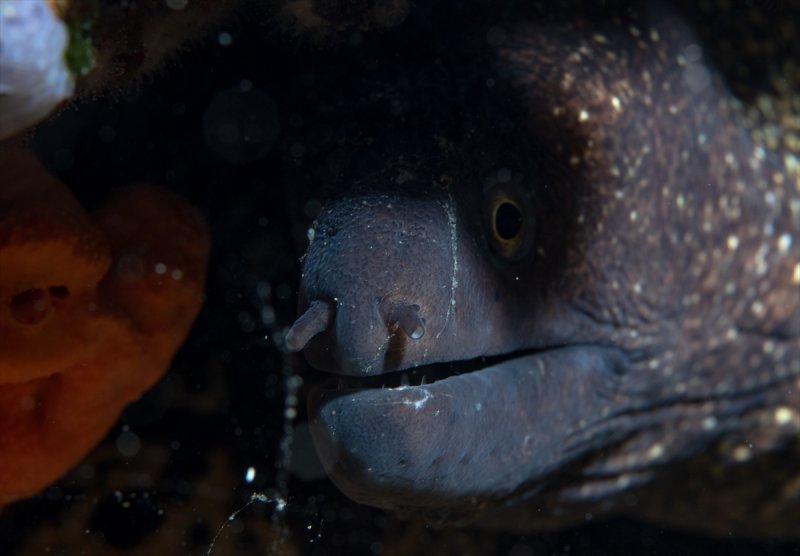 Aslan balığı, dalgıçların kadrajına girdi