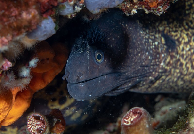 Aslan balığı, dalgıçların kadrajına girdi