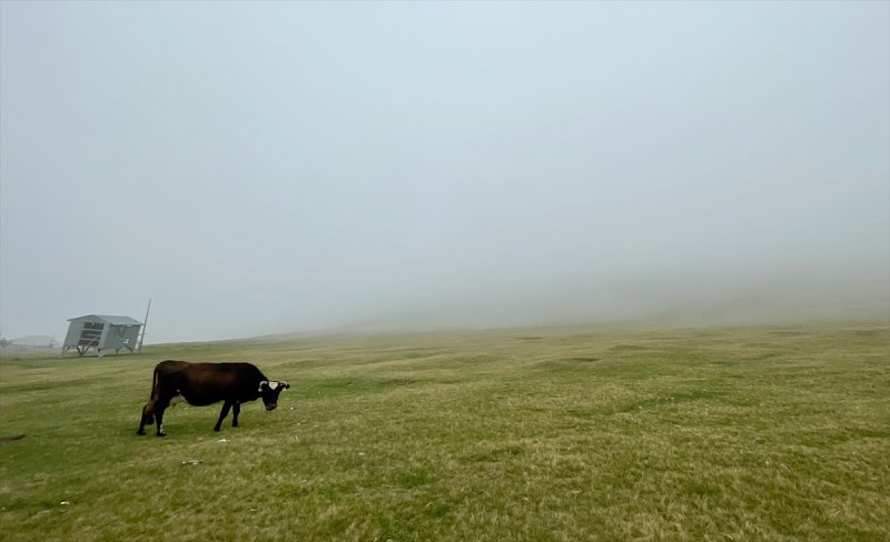 Karadeniz yaylaları sis altında