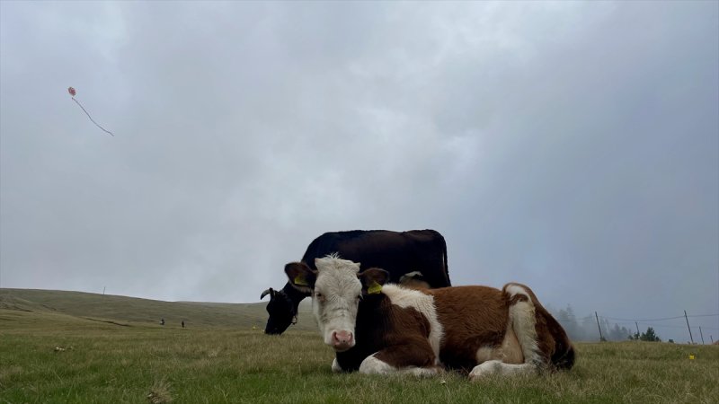 Karadeniz yaylaları sis altında